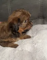 Tiny Brownie , a female Yorkshire Terrier and Shorkie for sale in Trivoli, IL – 3 of 9
