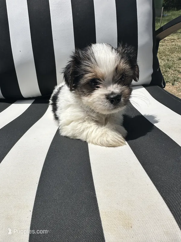 Oreo – Yorkshire Terrier, Shorkie puppy for sale in Trivoli, IL