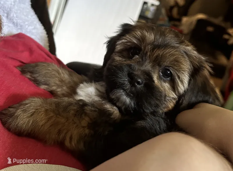 Zoey – Yorkshire Terrier, Shorkie puppy for sale in Trivoli, IL