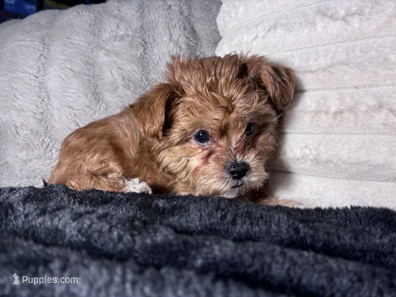 Benny – Shihpoo, Shorkie puppy for sale in Trivoli, IL