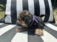 Lilly , a female Yorkshire Terrier and Shorkie for sale in Trivoli, IL – 6 of 8