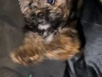 Zoey, a female Yorkshire Terrier and Shorkie for sale in Trivoli, IL – 5 of 7