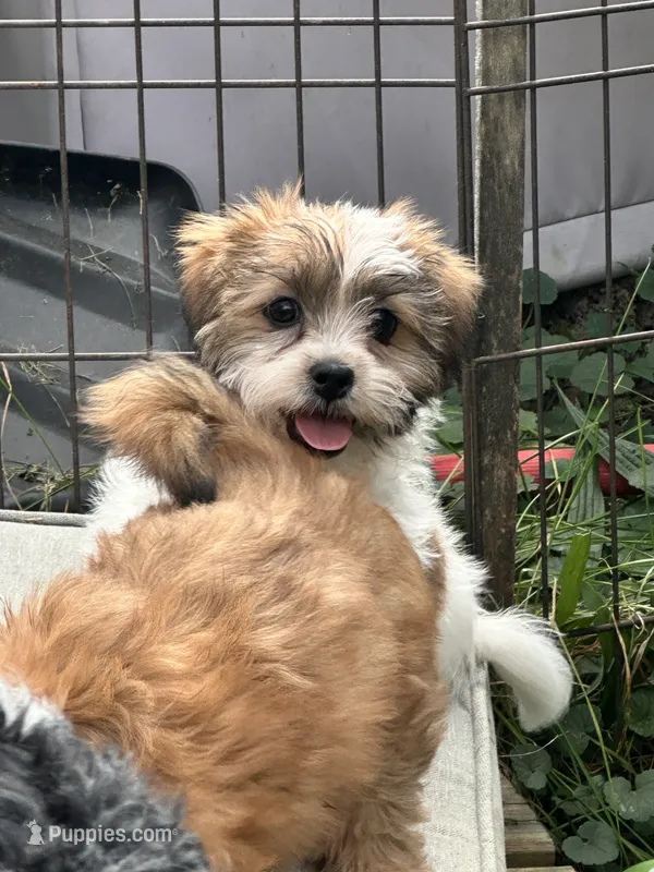 Izzy – Shihpoo, Shorkie puppy for sale in Trivoli, IL