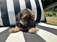 Lilly , a female Yorkshire Terrier and Shorkie for sale in Trivoli, IL – 3 of 8