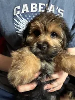Winnie  , a female Yorkshire Terrier and Shorkie for sale in Trivoli, IL – 3 of 9