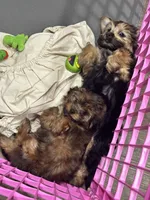 Winnie  , a female Yorkshire Terrier and Shorkie for sale in Trivoli, IL – 6 of 9