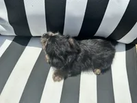 Pip, a male Yorkshire Terrier and Shorkie for sale in Trivoli, IL – 7 of 7
