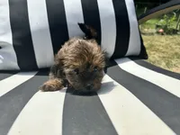 Brownie , a female Shih Tzu and Yorkshire Terrier for sale in Trivoli, IL – 6 of 10