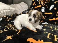 Izzy, a female Shihpoo and Shorkie for sale in Trivoli, IL – 3 of 5