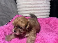 Honey, a female Shihpoo and Shorkie for sale in Trivoli, IL – 4 of 9
