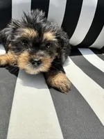 Emmet, a male Yorkshire Terrier and Shorkie for sale in Trivoli, IL – 6 of 8