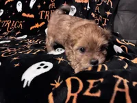 Honey, a female Shihpoo and Shorkie for sale in Trivoli, IL – 6 of 9