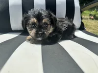 Pip, a male Yorkshire Terrier and Shorkie for sale in Trivoli, IL – 2 of 7