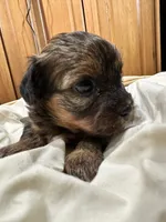 Brownie , a female Shorkie for sale in Trivoli, IL – 5 of 6
