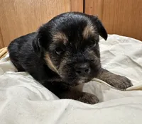 6 Shorkie Puppies , a female Yorkshire Terrier and Shorkie for sale in Trivoli, IL – 10 of 10