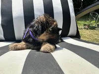 Lilly , a female Yorkshire Terrier and Shorkie for sale in Trivoli, IL – 5 of 8