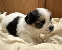 Oreo, a male Yorkshire Terrier and Shorkie for sale in Trivoli, IL – 5 of 8