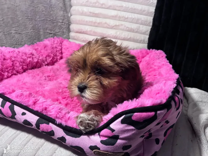 Maggie – Shihpoo, Shorkie puppy for sale in Trivoli, IL