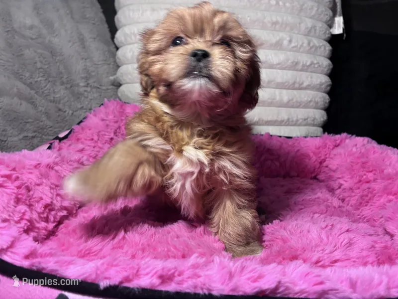 Honey – Shihpoo, Shorkie puppy for sale in Trivoli, IL