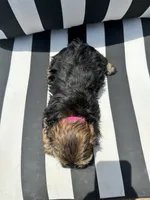Zoey, a female Yorkshire Terrier and Shorkie for sale in Trivoli, IL – 7 of 7