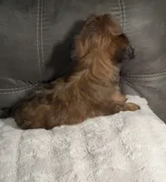 Tiny Brownie , a female Yorkshire Terrier and Shorkie for sale in Trivoli, IL – 4 of 9