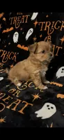 Benny, a male Shihpoo and Shorkie for sale in Trivoli, IL – 2 of 3