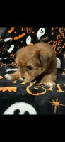 Maggie, a female Shihpoo and Shorkie for sale in Trivoli, IL – 2 of 4