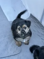 Pip, a male Shih Tzu and Yorkshire Terrier for sale in Trivoli, IL – 3 of 10