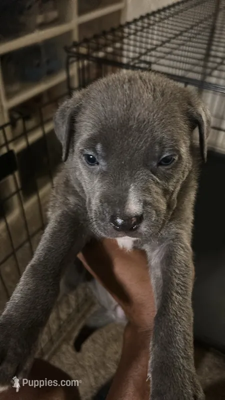Winter  – German Shepherd Dog, American Pit Bull Terrier puppy for sale in Laurel, MD