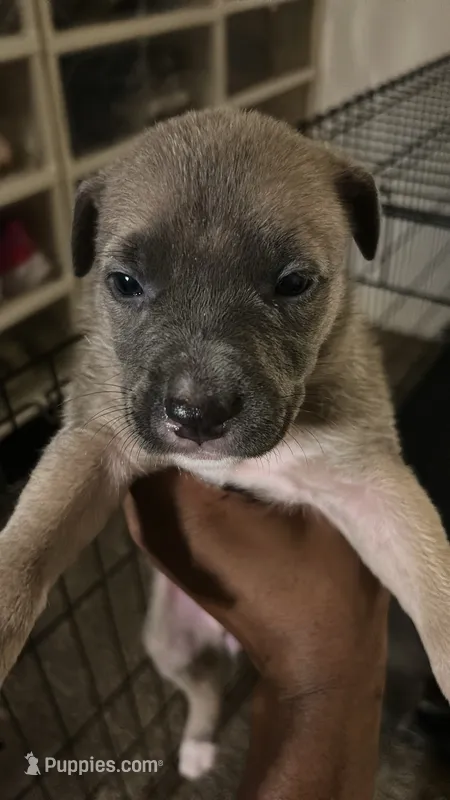 Bud – German Shepherd Dog, American Pit Bull Terrier puppy for sale in Laurel, MD