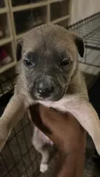 Bud, a female German Shepherd Dog and American Pit Bull Terrier for sale in Laurel, MD – 1 of 1