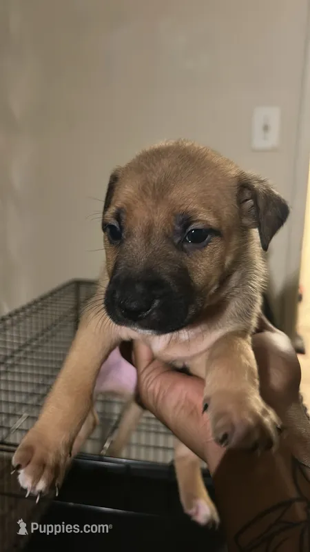 N/a – German Shepherd Dog, American Pit Bull Terrier puppy for sale in Laurel, MD