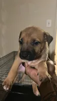 Lola , a female German Shepherd Dog and American Pit Bull Terrier for sale in Laurel, MD – 1 of 1