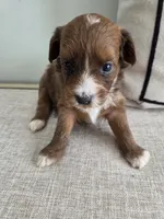Maple, a female Miniature Aussiedoodle for sale in Haleyville, AL – 6 of 7