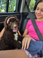 Barney, a female Aussiedoodle for sale in Haleyville, AL – 3 of 8