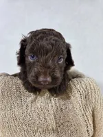 Hershey, a male Miniature Aussiedoodle for sale in Haleyville, AL – 5 of 5
