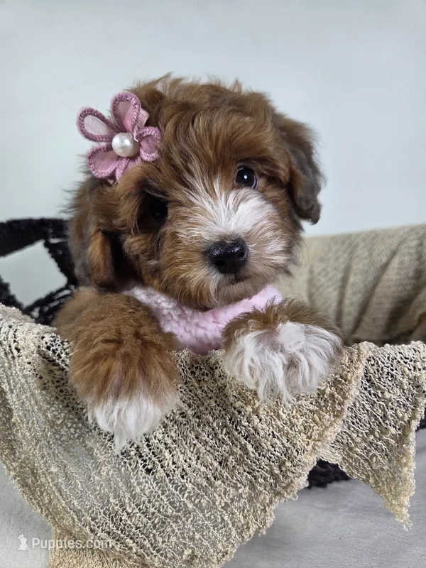 Maple – Miniature Aussiedoodle puppy for sale in Haleyville, AL