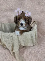 Maple, a female Miniature Aussiedoodle for sale in Haleyville, AL – 7 of 7
