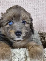 Sable, a male Miniature Aussiedoodle for sale in Haleyville, AL – 6 of 8