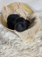 Shadow, a male Miniature Aussiedoodle for sale in Haleyville, AL – 7 of 8