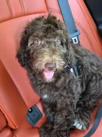 Cocoa, a female Aussiedoodle for sale in Haleyville, AL – 2 of 2