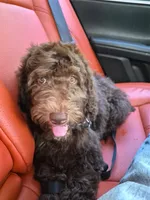Cocoa, a female Aussiedoodle for sale in Haleyville, AL – 1 of 2