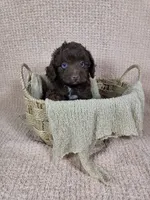Hershey, a male Miniature Aussiedoodle for sale in Haleyville, AL – 4 of 5