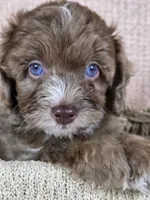 Merlin, a male Miniature Aussiedoodle for sale in Haleyville, AL – 1 of 6