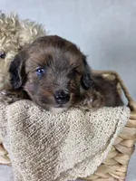 Sable, a male Miniature Aussiedoodle for sale in Haleyville, AL – 3 of 8