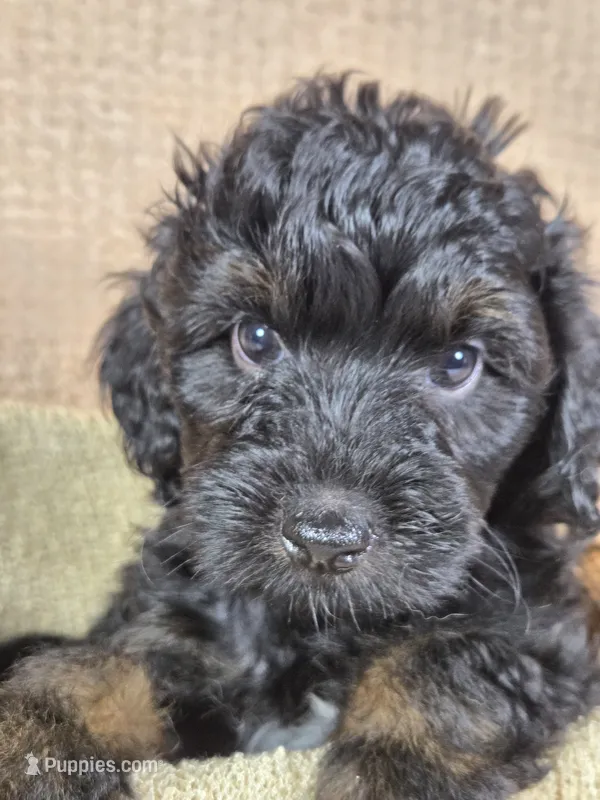 Shadow – Miniature Aussiedoodle puppy for sale in Haleyville, AL