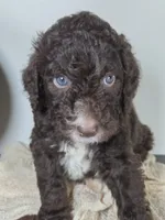 Barney, a female Aussiedoodle for sale in Haleyville, AL – 4 of 8