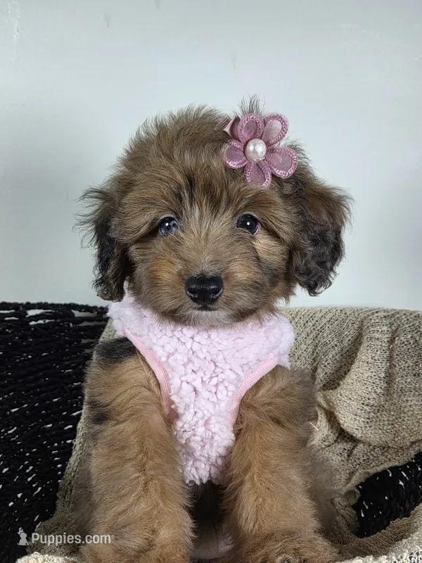 Sable – Miniature Aussiedoodle puppy for sale in Haleyville, AL