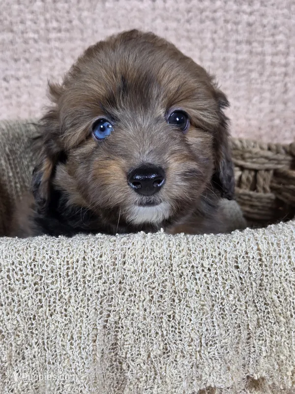 Sable – Miniature Aussiedoodle puppy for sale in Haleyville, AL