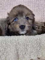 Sable, a male Miniature Aussiedoodle for sale in Haleyville, AL – 1 of 8